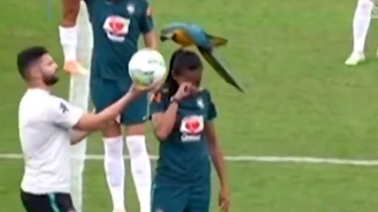 Гигантски папагал кацна на главата на бразилска националка по време на тренировка (видео)