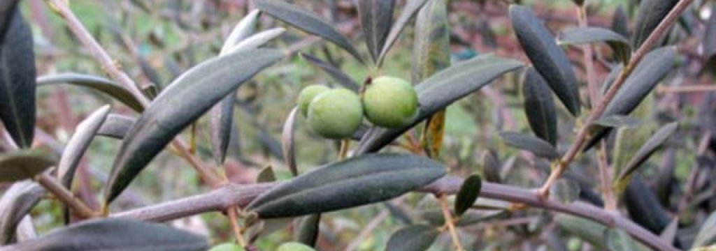 olive tree