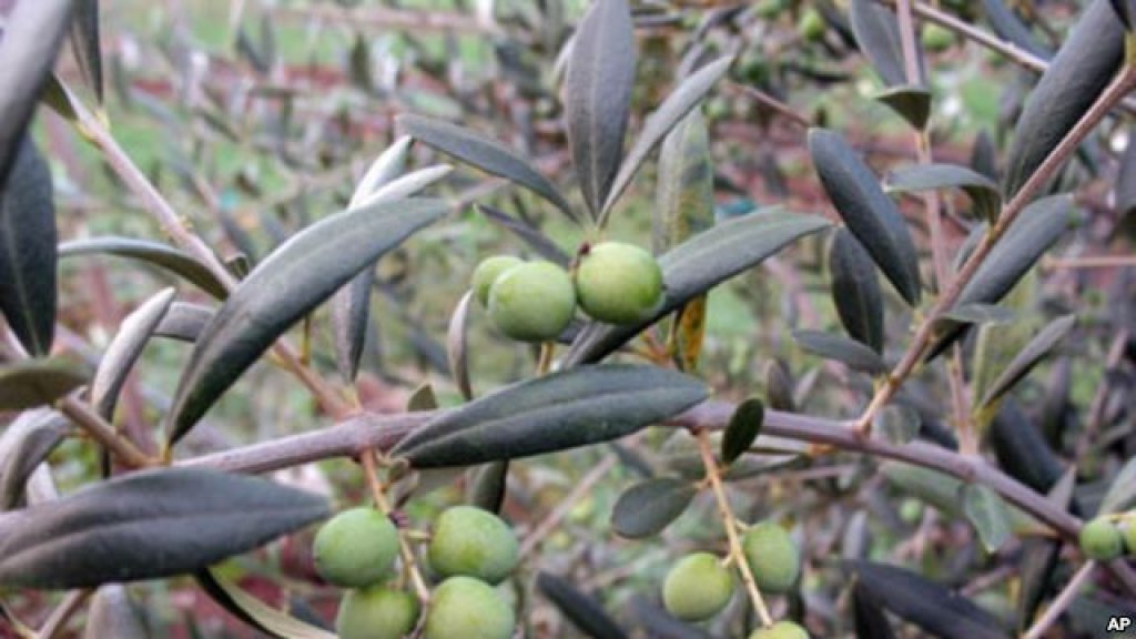 olive tree