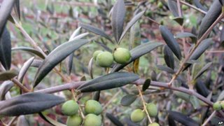 olive tree