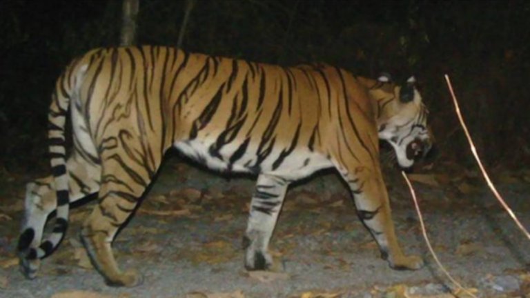 Бенгалски тигър, уловен от фотокамера в резервата.