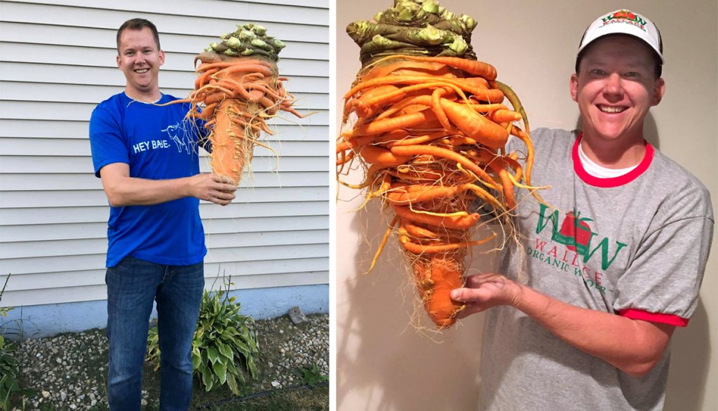 Biggest-carrot