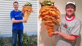 Biggest-carrot