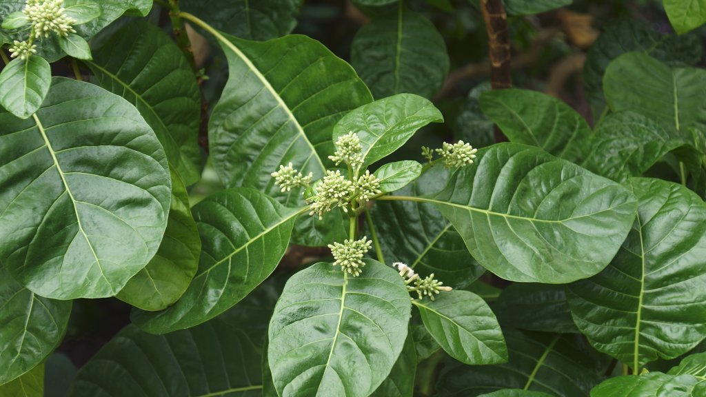 Историята на хининовото дърво