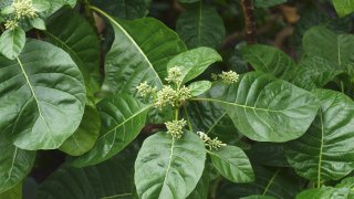 Историята на хининовото дърво