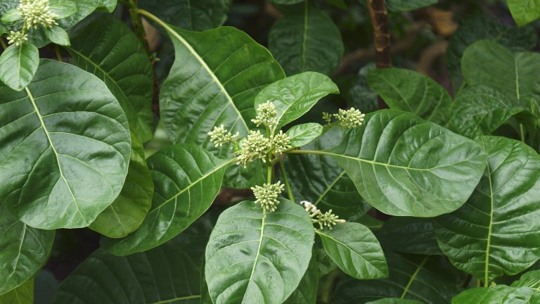 Историята на хининовото дърво