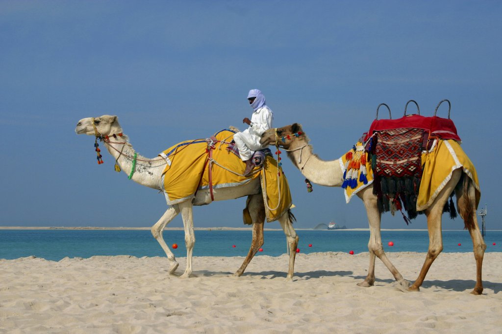 Camels