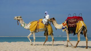 Camels