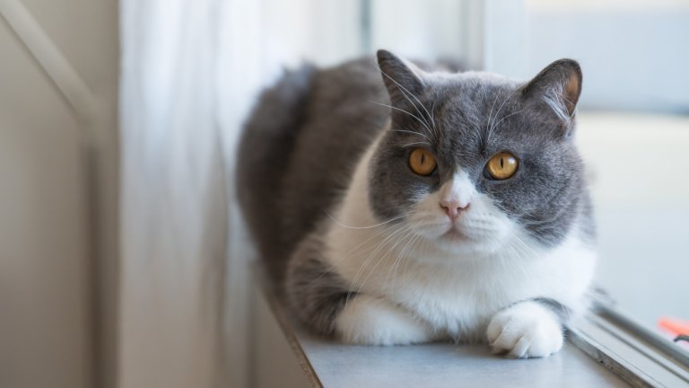 Британска късокосместа
Тя изглежда направо като плюшена играчка с късата си, гъста козина, която обаче не се нуждае от особена поддръжка и не се скубе силно. Сресване от време на време е достатъчно.
Това е една от породите, описвани като нежни гиганти – те са тихи, спокойни и не изискват постоянно внимание.