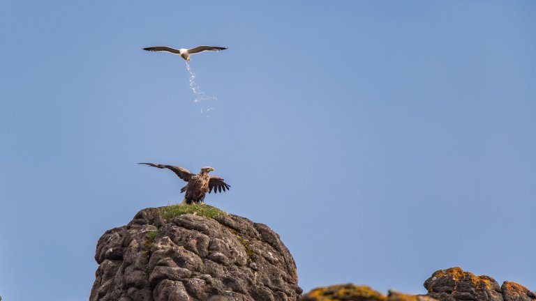 Най-смешните снимки на животни за 2025 г.