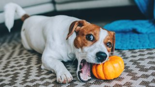 И които са суперполезни за тях