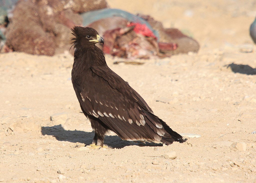 Clanga_clanga_91594684