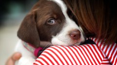 Те предпочитат спокойствието и тишината