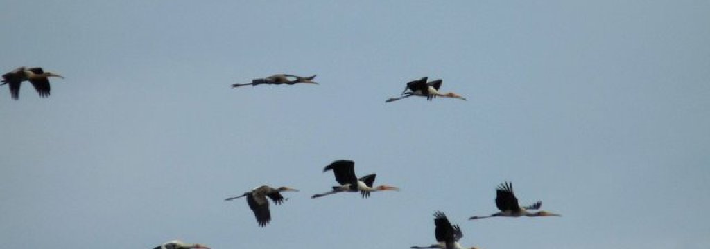 Painted_Storks_in_flight