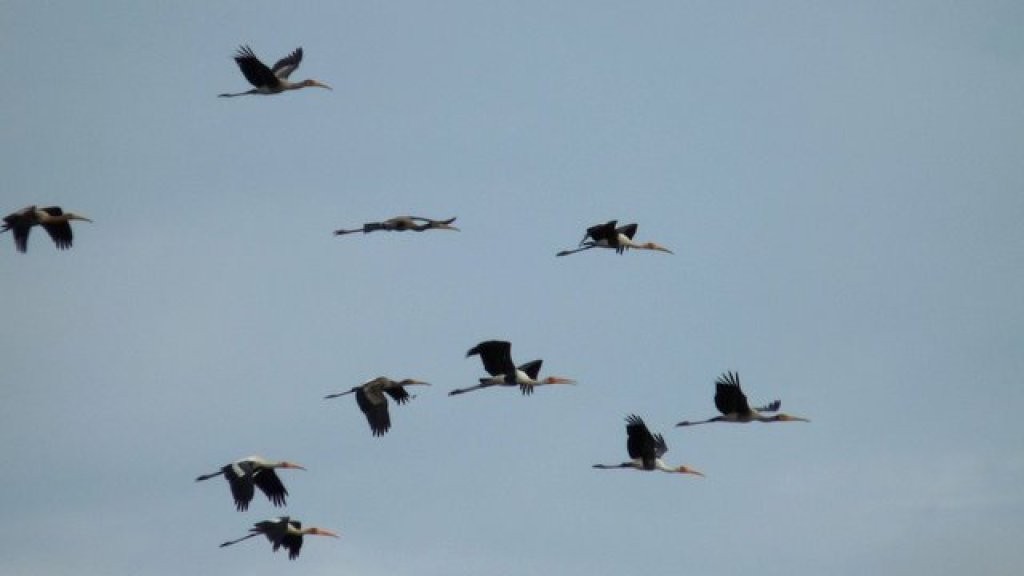 Painted_Storks_in_flight