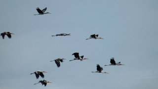 Painted_Storks_in_flight
