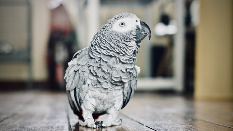 Аполо е порода жако и може да води съвсем смислени разговори