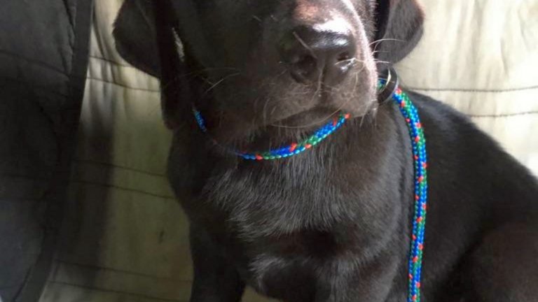 Куче по три. Две бежови и една черна муцуна, бебешка. За Ринго, Арчи и Нестор, без които щях да съм просто едно тъжно, празно, самотно и небалансирано двуного. (на снимката: Нестор)