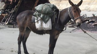 Juancito