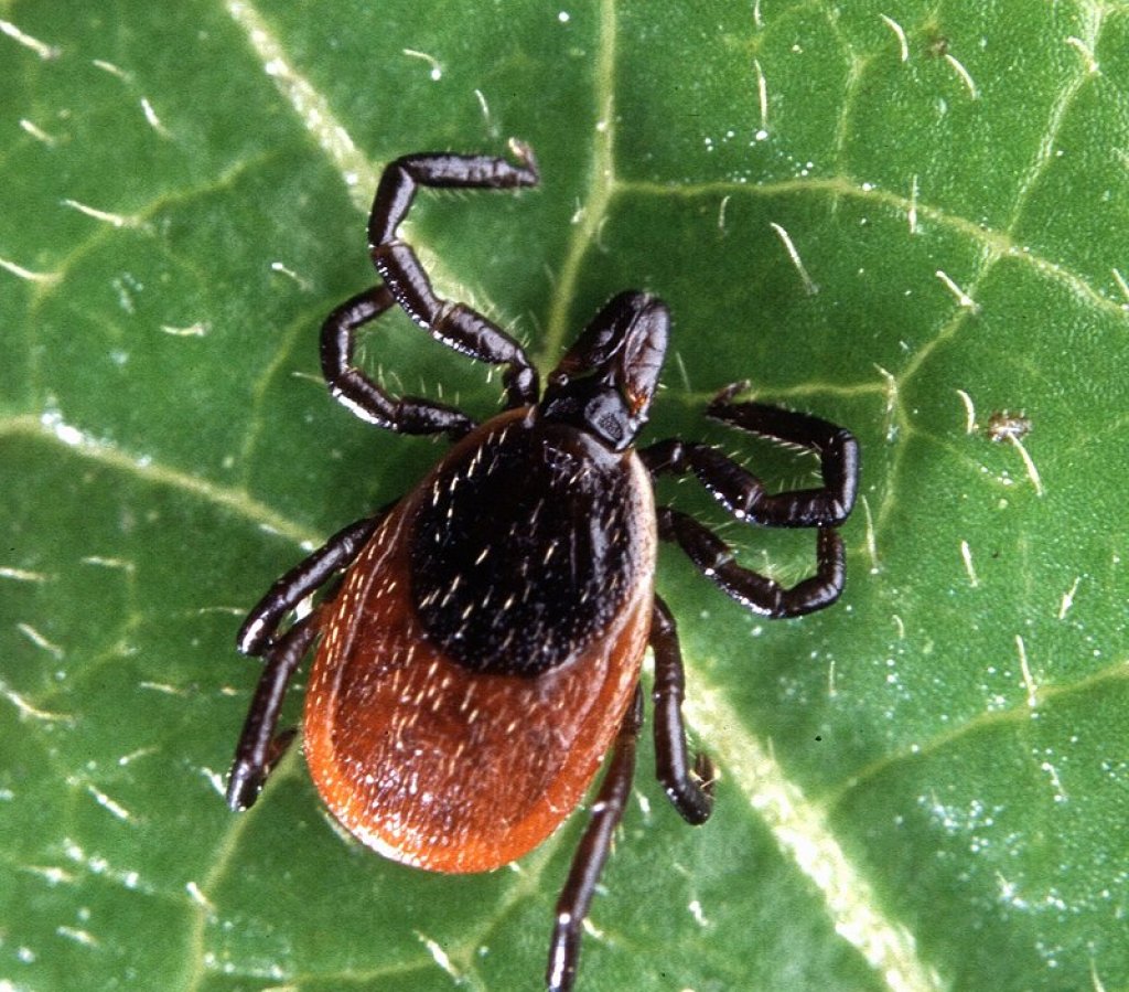 800px-Adult_deer_tick