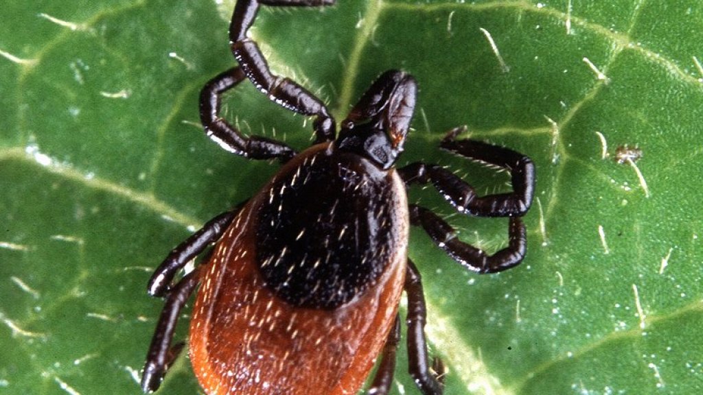 800px-Adult_deer_tick