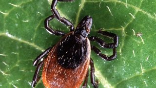 800px-Adult_deer_tick