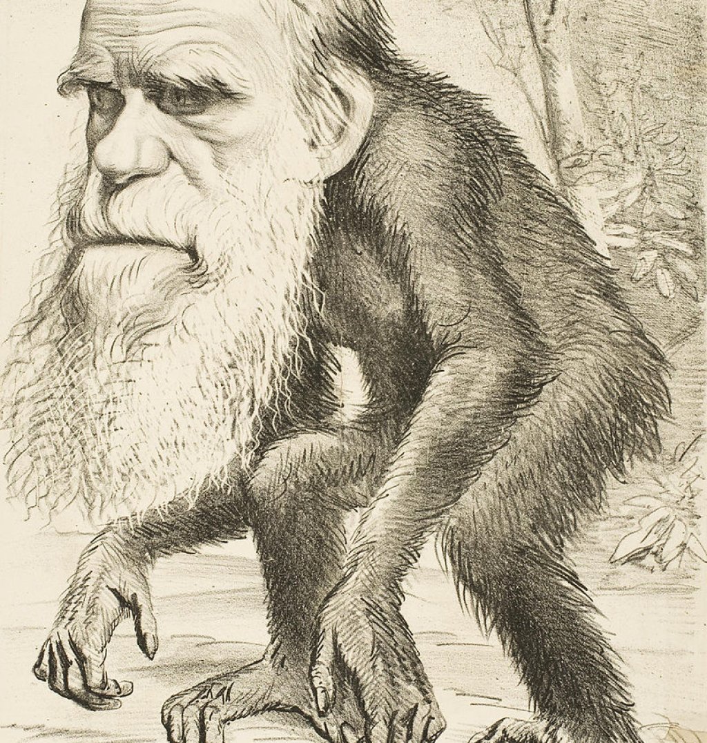 Editorial_cartoon_depicting_Charles_Darwin_as_an_ape_(1871)
