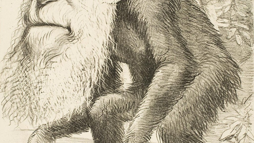 Editorial_cartoon_depicting_Charles_Darwin_as_an_ape_(1871)