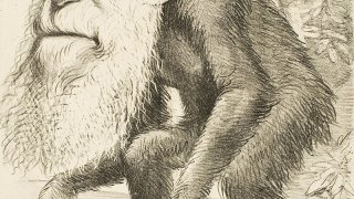 Editorial_cartoon_depicting_Charles_Darwin_as_an_ape_(1871)