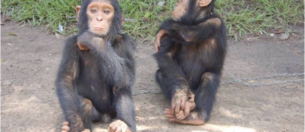Unnamed_-_Chimpanzee_-_Central_African_Republic