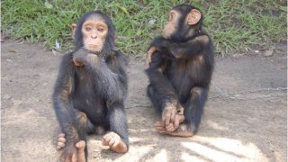 Unnamed_-_Chimpanzee_-_Central_African_Republic