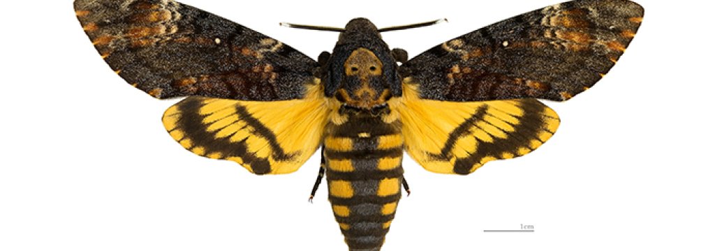 Acherontia_atropos_MHNT_dos