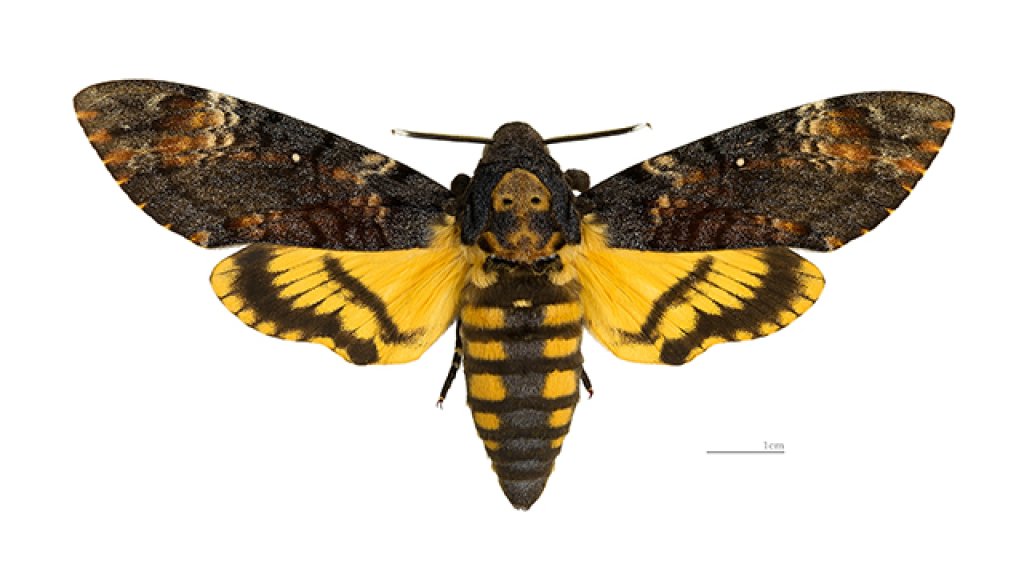 Acherontia_atropos_MHNT_dos