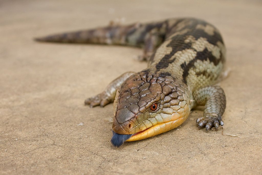 1200px-Tiliqua_scincoides_scincoides