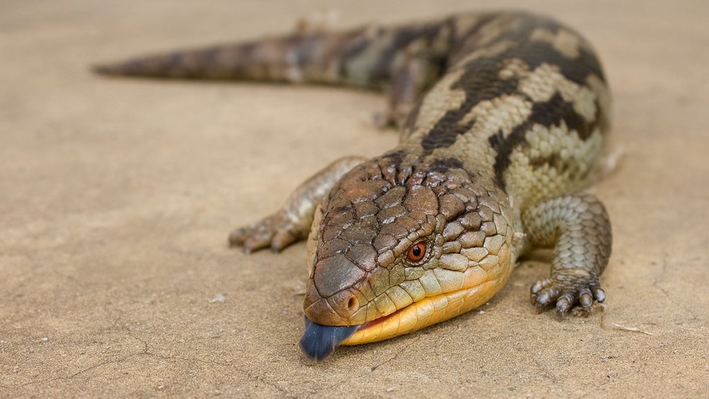 1200px-Tiliqua_scincoides_scincoides