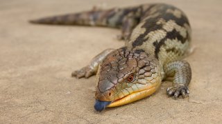 1200px-Tiliqua_scincoides_scincoides