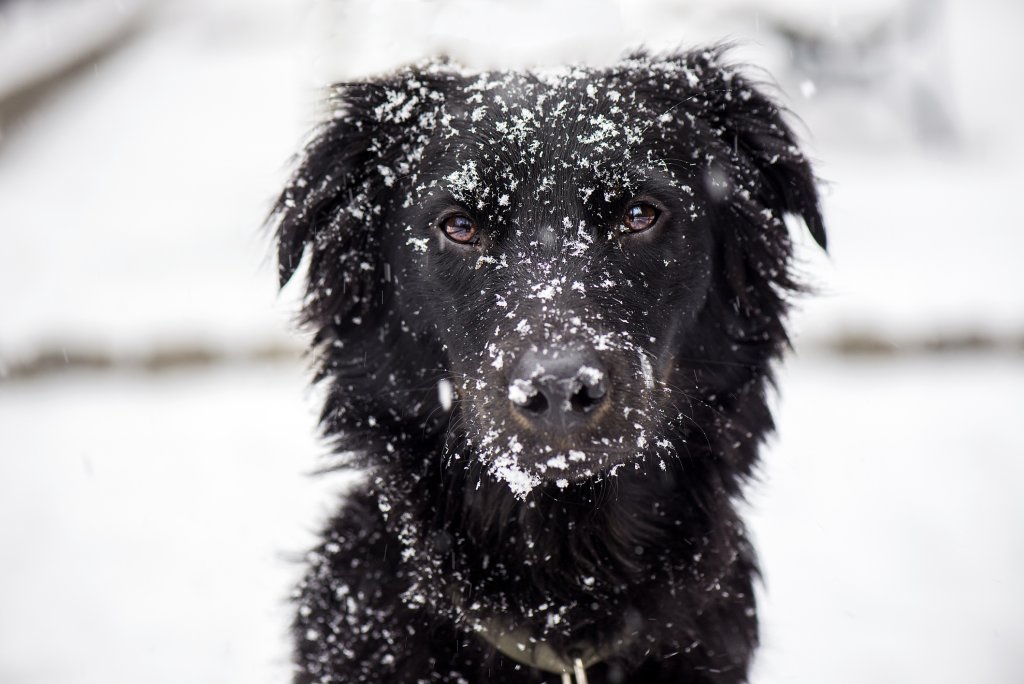 Мит номер 7: Кучетата могат сами да се отърват от снега по козината си След разходка е добре да избършете снега от кучето с кърпа, да измиете лапите му с топла вода и да махнете снежните топчета, които са се оплели по краката и корема му. В противен случай, кучето вероятно само ще оближе снега, но това може да увреди кожата му, която и без това е изсушена от сухото време.