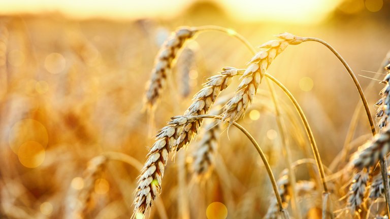 Какво трябва да знаете, преди да започнете този хранителен режим