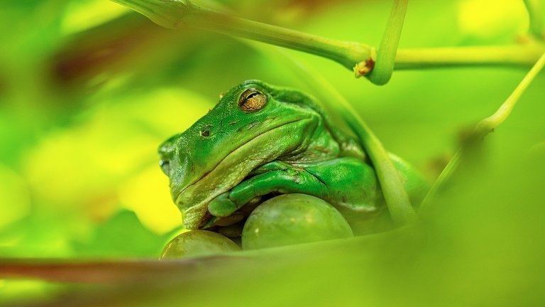 Най-смешните снимки на животни за 2025 г.