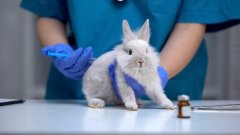 Ваксините предпазват вашия заек, куче или коте от някои много опасни инфекциозни болести