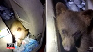 мече в кола