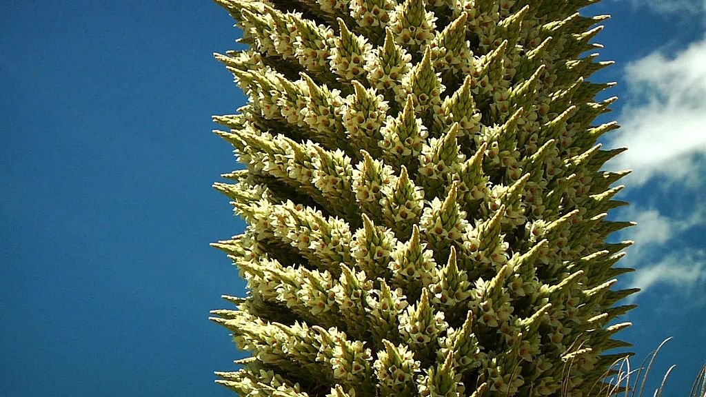 Puya_raimondiii_en_quebrada_Carpa