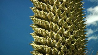 Puya_raimondiii_en_quebrada_Carpa
