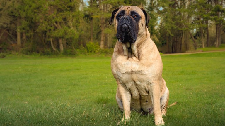 МастифВъншният вид понякога лъже – мастифът може да достигне до 90 килограма и има впечатляващо мускулесто тяло. Въпреки това породата се слави с мек характер и лесно се плаши, особено от непознати преживявания и силни шумове. Затова спокойствието и връзката със стопаните са от огромно значение.