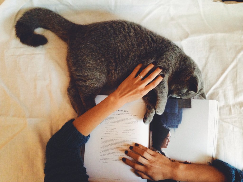 Girl cat reading