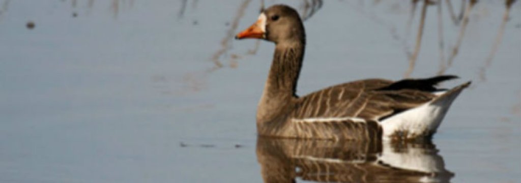 duck-Anser-albifrons