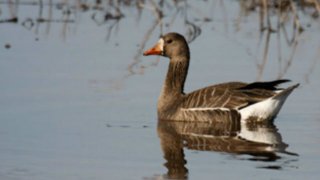 duck-Anser-albifrons