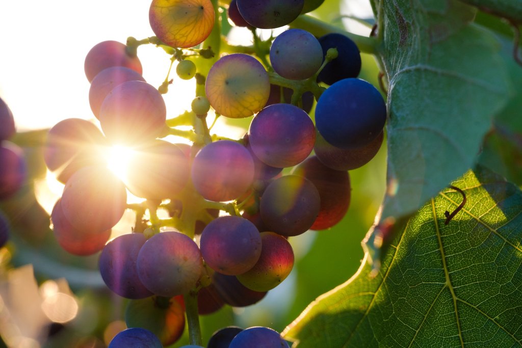 grapes-3550742_1920