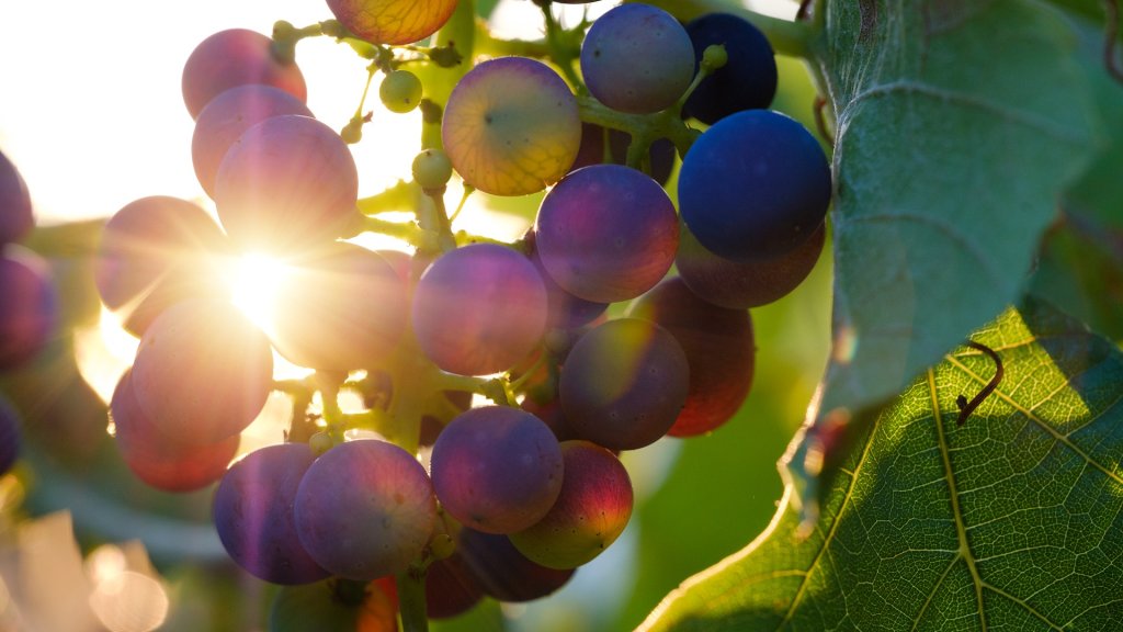 grapes-3550742_1920