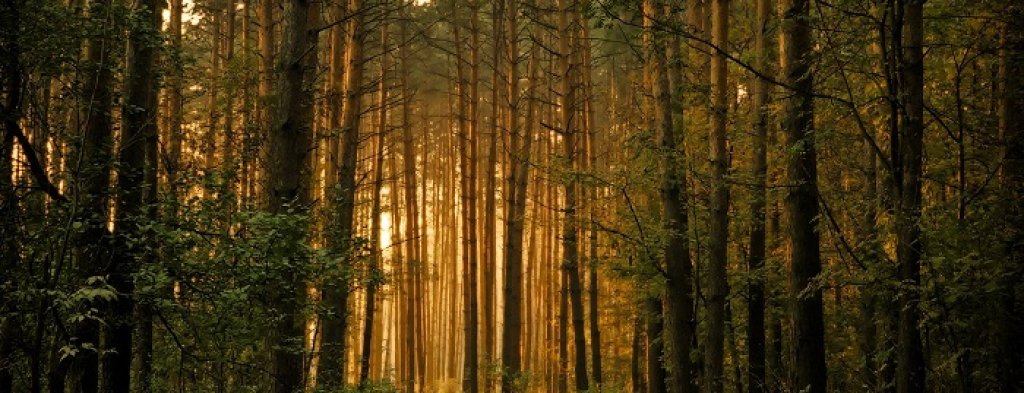 След 58 години на Земята няма да остане нито една гора